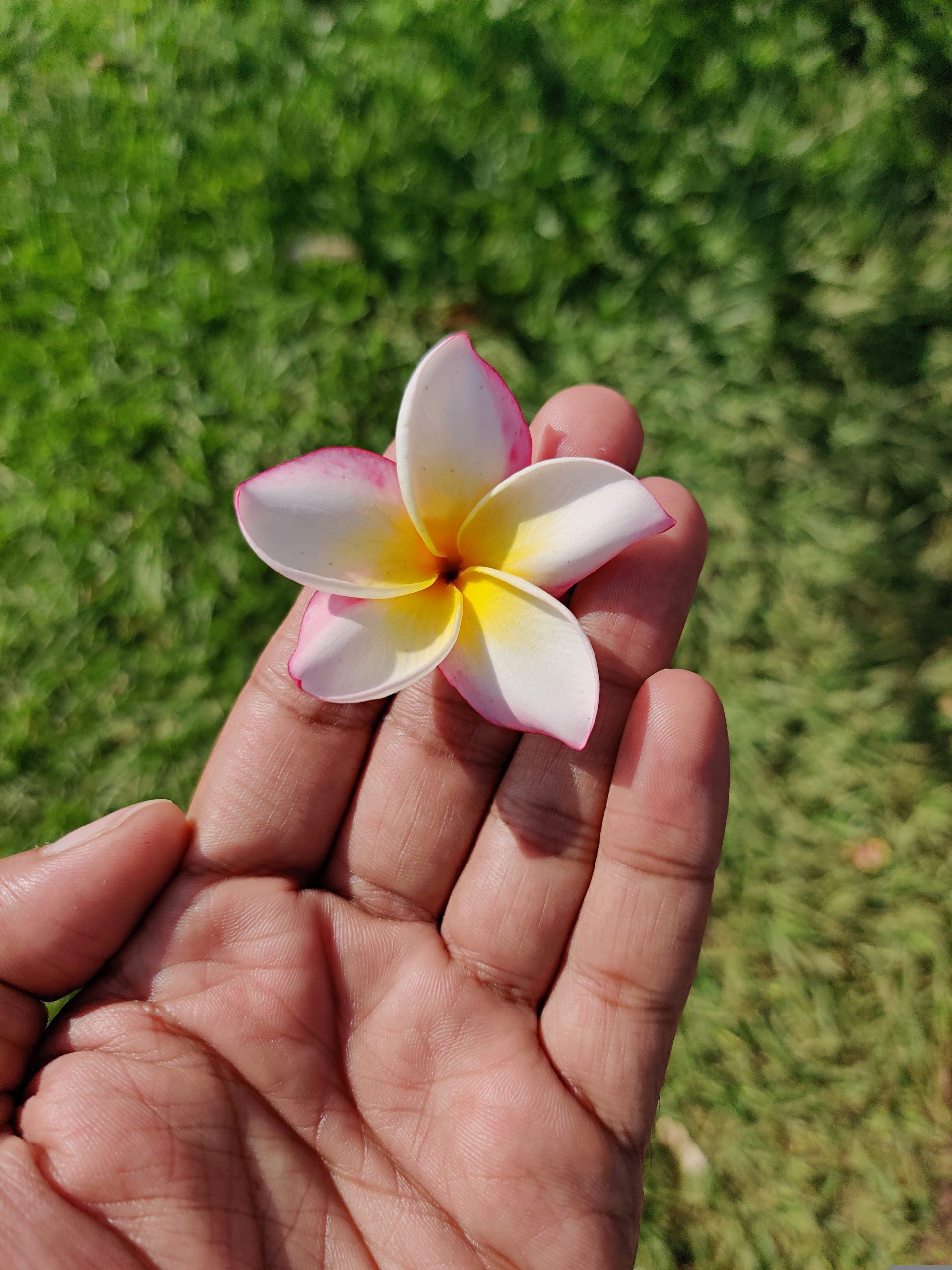 ummephotos-plumeria-4642328